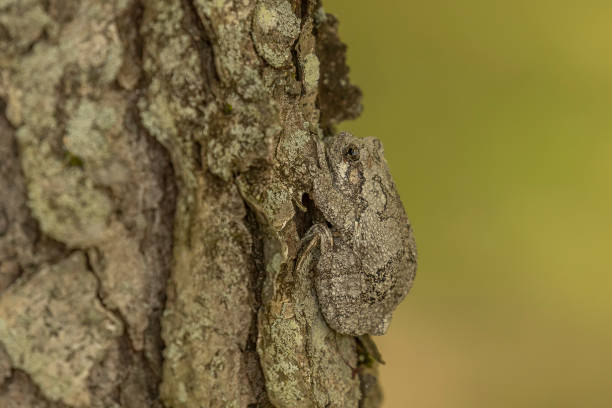 gray tree frog si fonde in un tronco d'albero - raganella grigia orientale foto e immagini stock