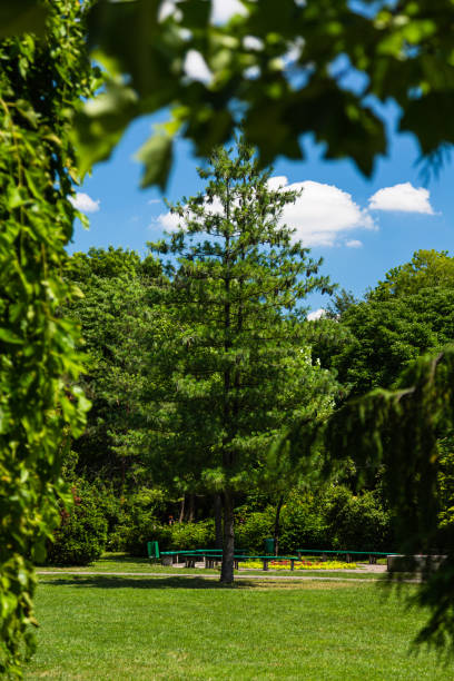 istock Botanic Park in Timisoara, Transylvania, Romania 1580742030