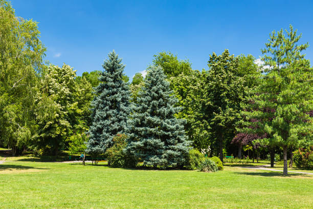 Botanic Park in Timisoara, Transylvania, Romania