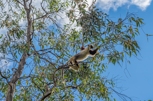 Vervet monkey in a large tree in the Kruger National Park in South Africa