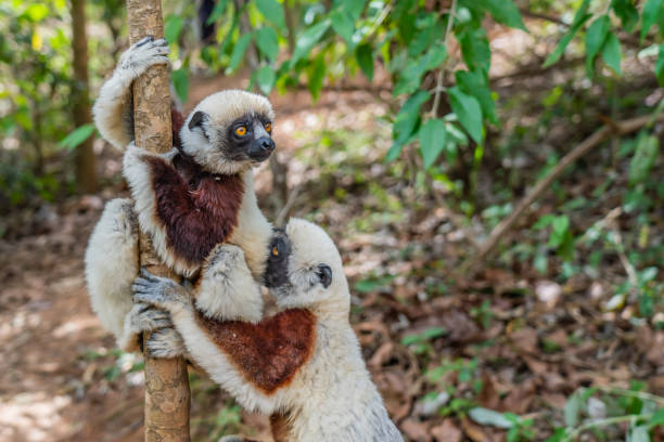Close up from two sifaka in its natural environment in the rainforest of Andasibe stock photo