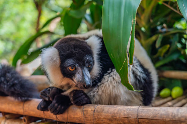 Lemur, black-and-white ruffed lemur close up in nature at Andasibe National Park stock photo