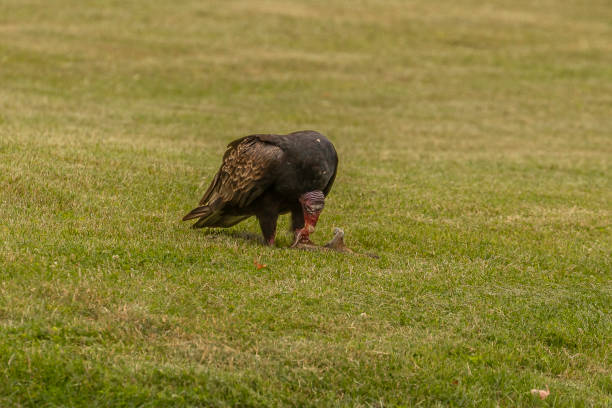 istock Turkey Vulture eats a dead squirrel it dragged from the road onto a lawn 1580755649