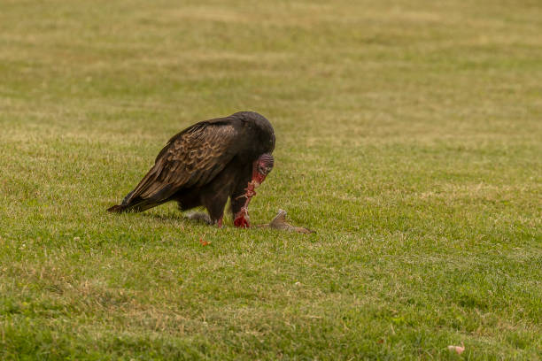 istock Turkey Vulture eats a dead squirrel it dragged from the road onto a lawn 1580756208