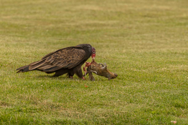 istock Turkey Vulture eats a dead squirrel it dragged from the road onto a lawn 1580756217