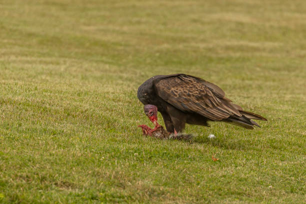 istock Turkey Vulture eats a dead squirrel it dragged from the road onto a lawn 1580756241