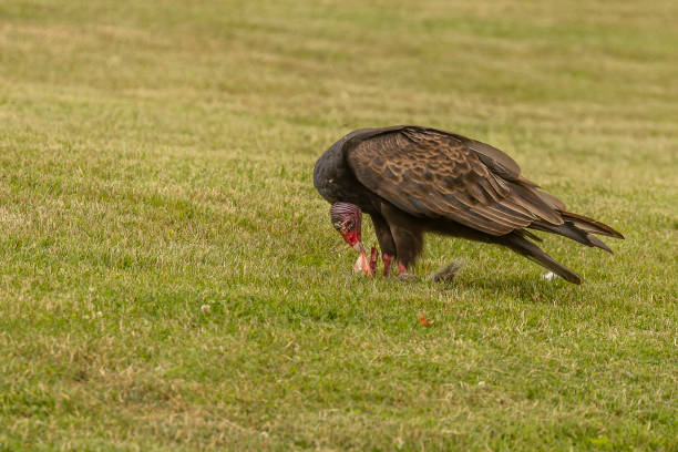 istock Turkey Vulture eats a dead squirrel it dragged from the road onto a lawn 1580756777