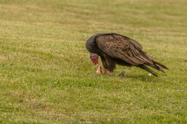 istock Turkey Vulture eats a dead squirrel it dragged from the road onto a lawn 1580756785