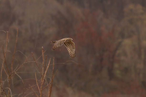 istock Female Northern Harrier flies over the marsh looking for prey 1580757327