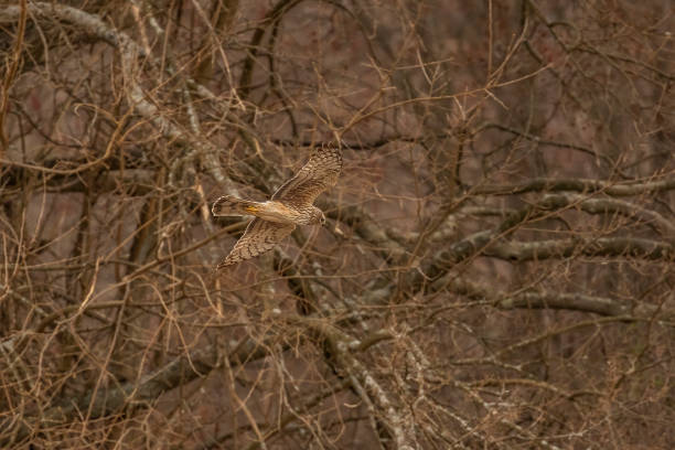 istock Female Northern Harrier flies over the marsh looking for prey 1580757337