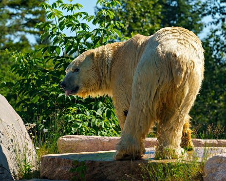 Polar Bear close-up rear view standing a on rock with tree background enjoying its environment and displaying tongue, nose, eye.