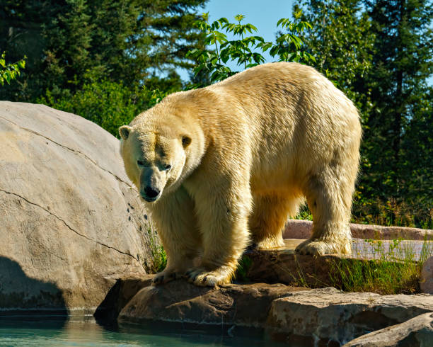 eisbär foto und bild. bär nahaufnahme vorderansicht, die auf einem felsen am wasser mit baumhintergrund steht und seine umgebung genießt. - polar bear bear white close up stock-fotos und bilder