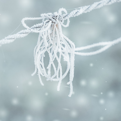 Frosted strads caught up on barbed wire on a fence in the fields along the Thrupp Canal, Oxfordshire.

December 2016