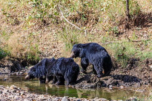 sloth bear adult and cubs at a watering hole