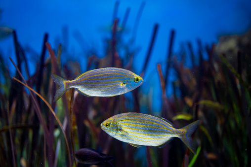 Two Amazing silvery with yellow stripes Salema fishs.