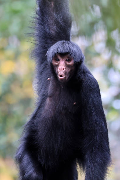 red-faced spider monkey with wondering face emotion. Ateles paniscus outdoors in nature
