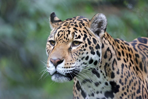 istock close up of a jaguar (Panthera Onca) 1580779257