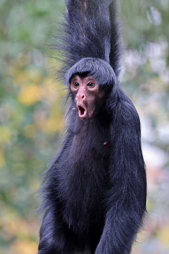 red-faced spider monkey with wondering face emotion. Ateles paniscus outdoors in nature