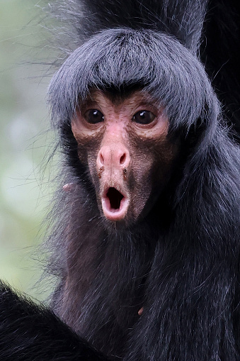 red-faced spider monkey with wondering face emotion. Ateles paniscus outdoors in nature