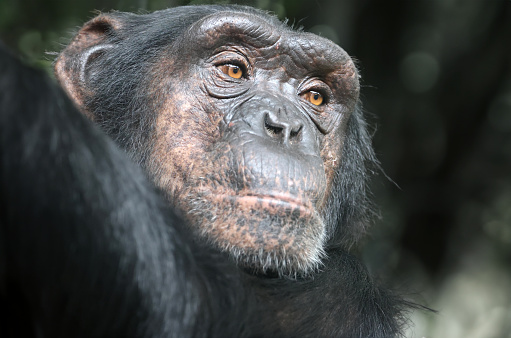 Close up shot of an adult Bonobo (Pan paniscus, Pygmy Chimpanzee) in DR Congo. This is a rare wildlife shot.