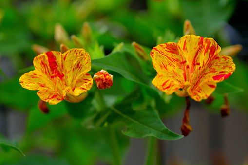 Yellow apricot flowers blooming fragrant petals signaling spring has come, this is the symbolic flower for good luck