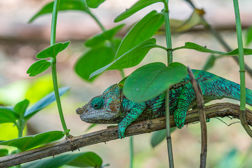 Green Chameleon, Calumma gastrotaenia on branch with green leaves, Madagascar, Africa.