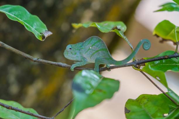 istock Green Chameleon on branch with green leaves, Madagascar 1580782228