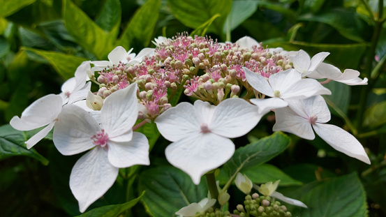 white hydrangea flower