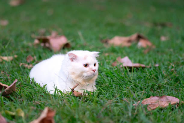 istock A little white cat on lawn ground. 1580785216