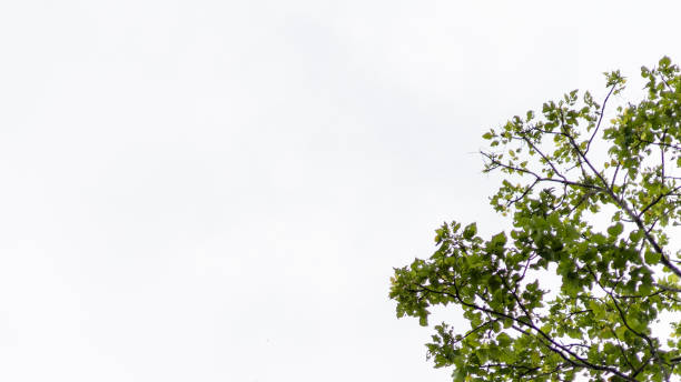 istock blue sky with white clouds covered in trees, perfect for a background 1580785232
