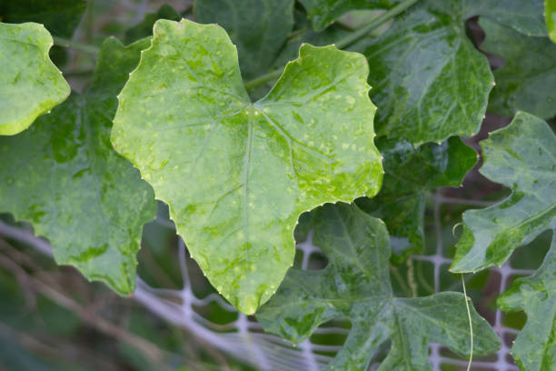 istock Green leaves and blooming buds in Thailand 1580786029