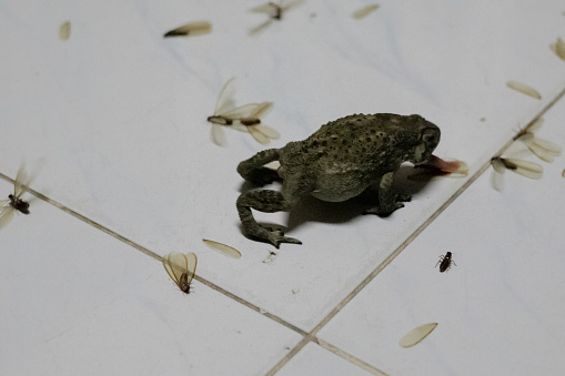 a toad eating insects in the rainy season