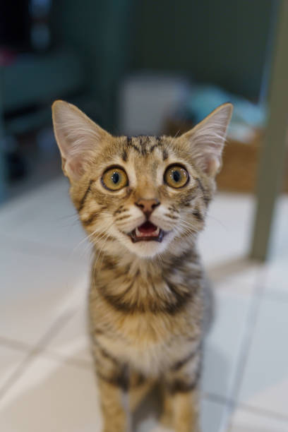 istock Little brown tabby kitten cute animals in house. 1580791633