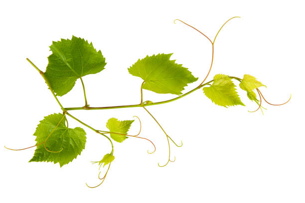 istock Vine with young leaves isolated on white background. 1580795508