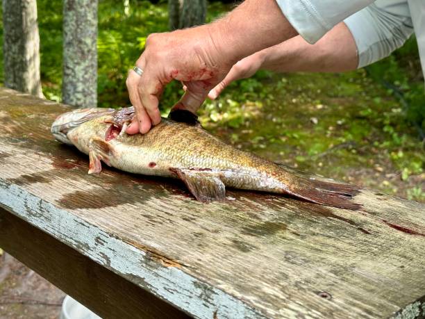 istock cleaning fish on old wooden board 1580802680