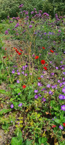 istock Flowers red and purple 1580806466