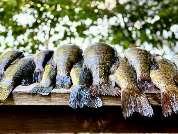 istock Bass on wood board 1580812587