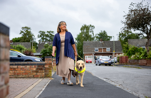 Mature English woman with a visual impairment walking outdoors with her guide dog