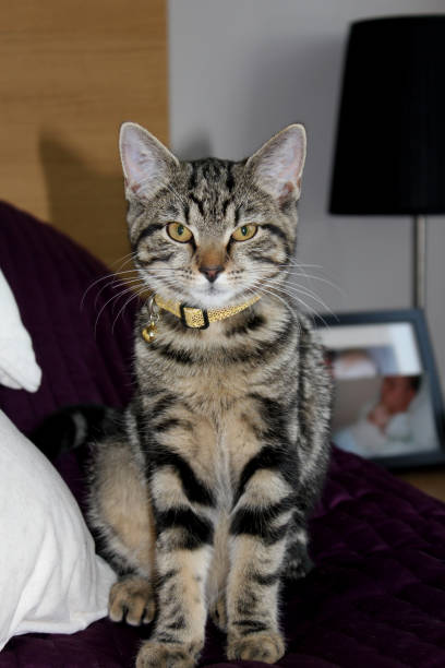 istock A cute cat at home 1580817191