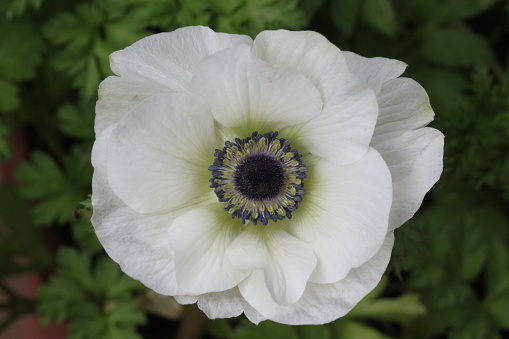 Japanese thimble flower, or anemone, photographed close up with selective focus on petals and stamens and blurred background