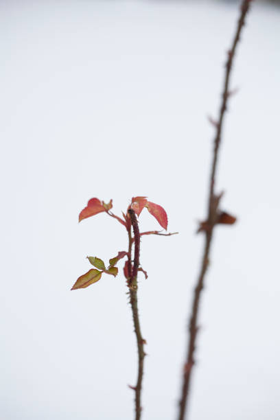 istock Rose plant in the snow 1580830920