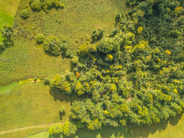 buissons verts au bord du pâturage. vue aérienne plate - treelined forest at the edge of scenics photos et images de collection