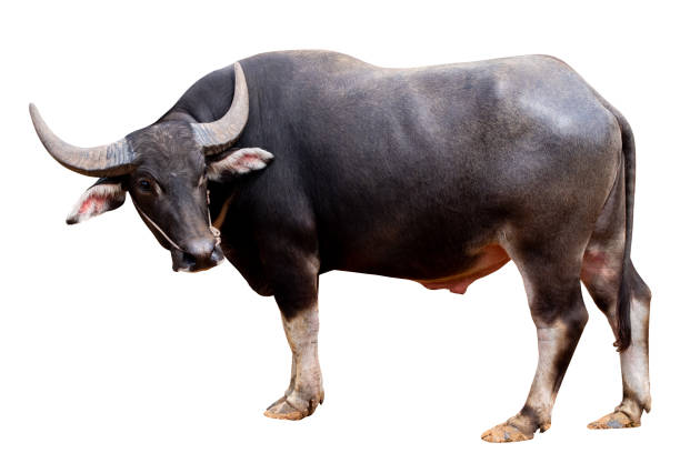 full body standing of thai black buffalo isolated on white bakcground with clipping path include, male buffalo - white bakcground imagens e fotografias de stock