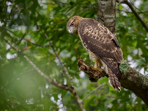 Red-tailed hawk (Buteo jamaicensis) perched on an oak tree in a Tennessee forest