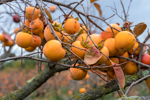 Bunch of ripe persimmons on branch in orchard.