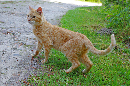 Frightened feral tomcat crosses a country road