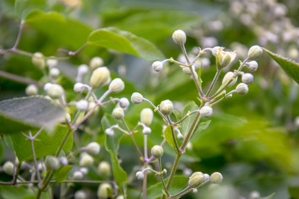 istock Branches of shrub with small unblown buds on greenery background. Close-up. 1580850029