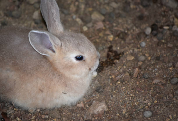 Really cute light tan baby bunny rabbit.