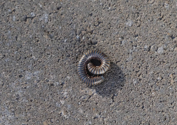 A black millipede curled into a spiral on a stone background. Close-up
