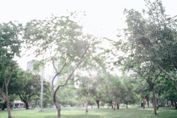 green grass field in big city park